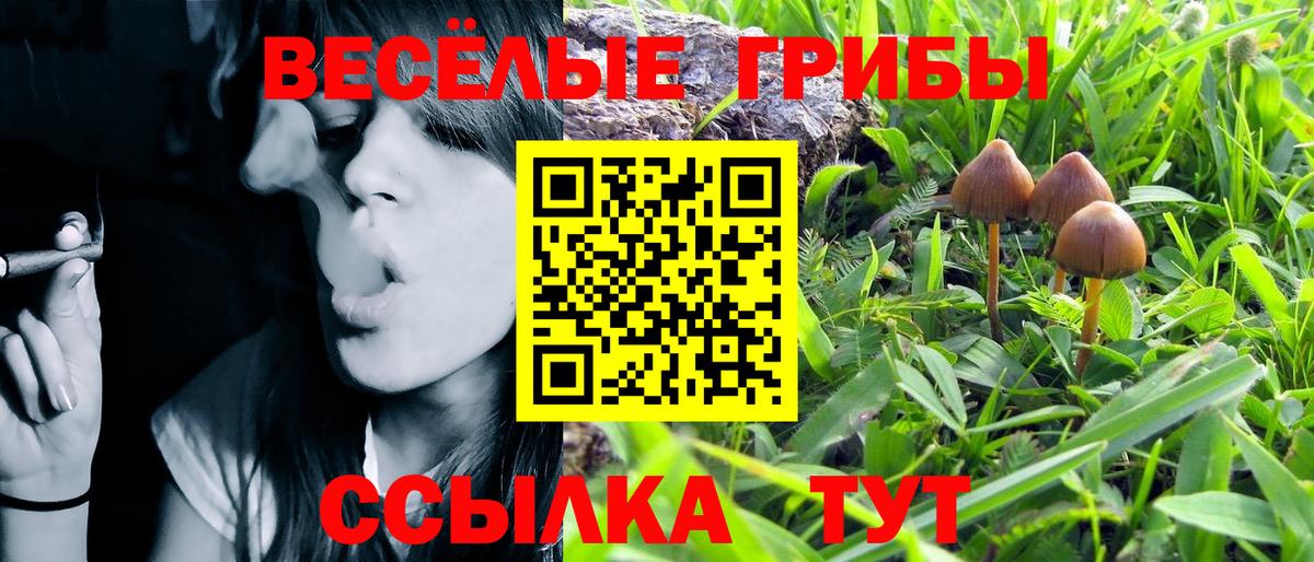 Псилоцибиновые грибы Psilocybine cubensis  Вход с VPN  Псилоцибиновые грибы ЛСД  Белая Калитва 